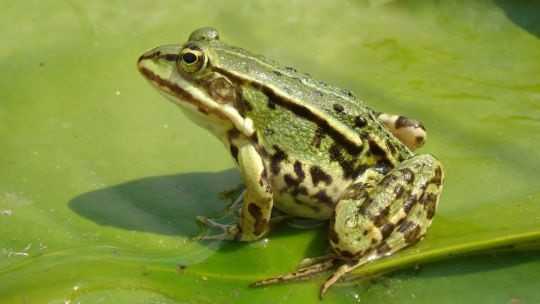 ein Teichfrosch auf einem Blatt