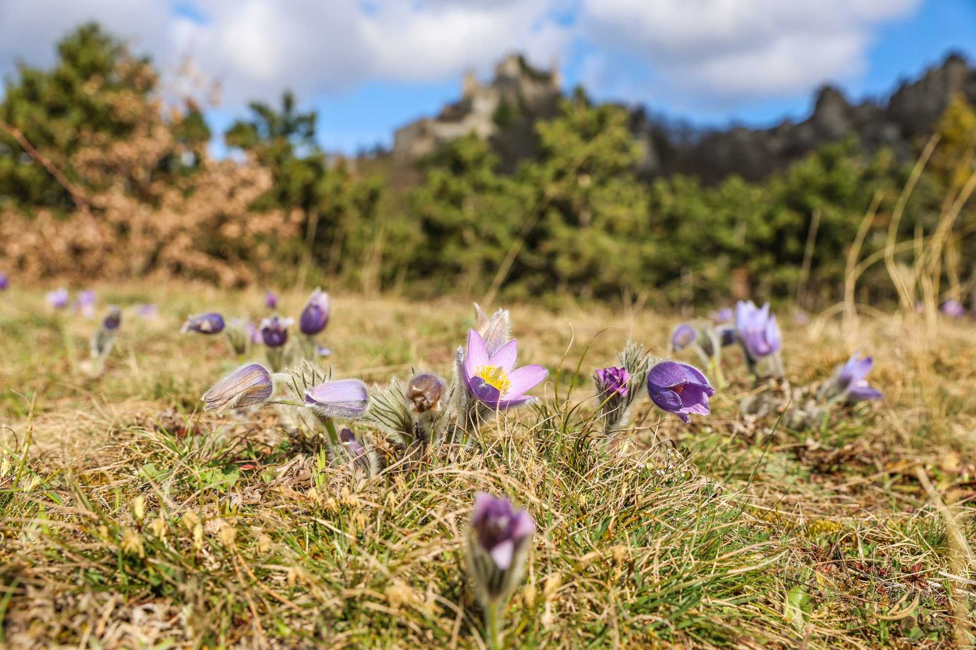 Kuhschellen_Wiese_quer_IMG_0583_Norbert Novak.jpg