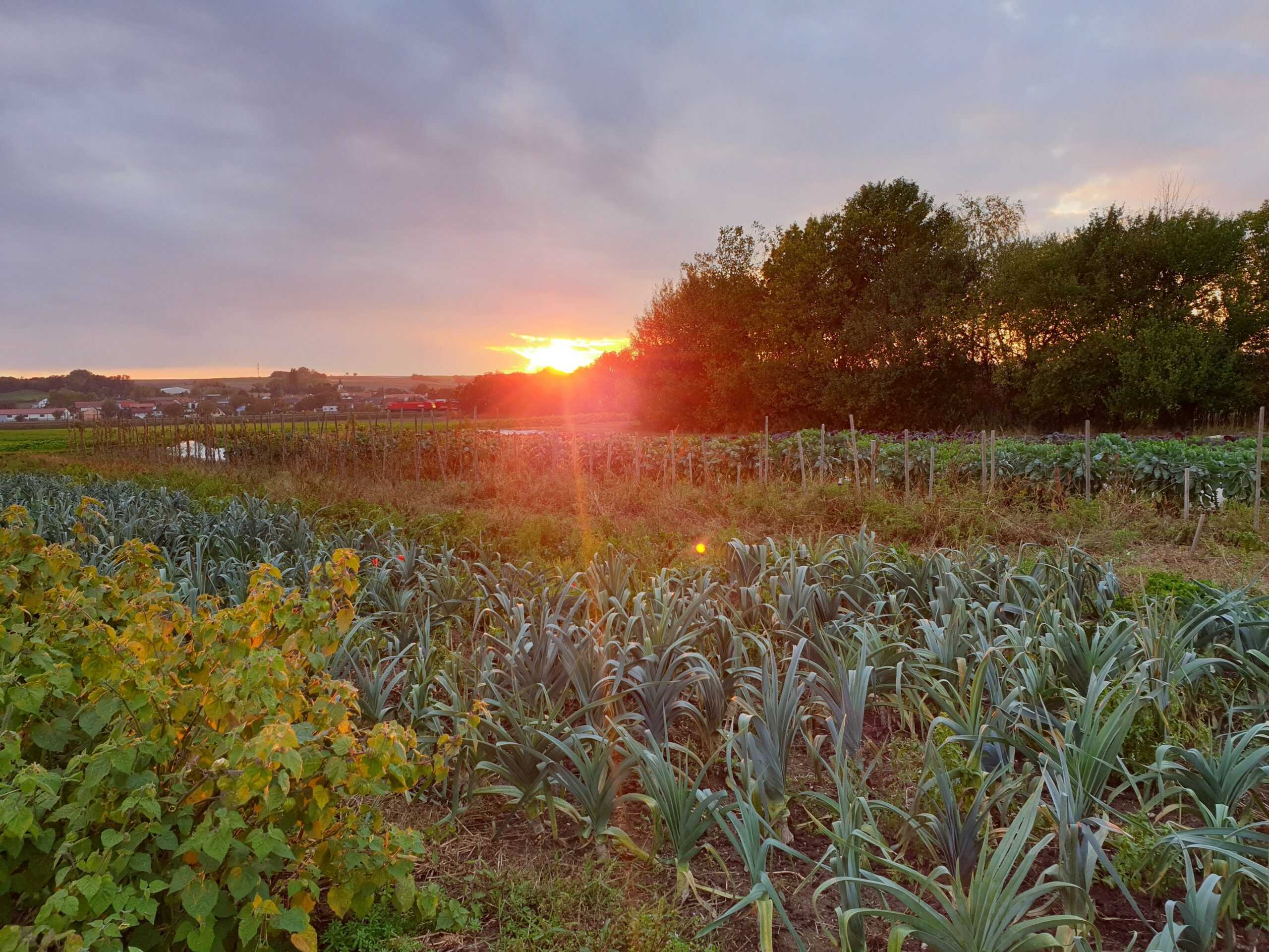 Das Foto zeigt eine Gemüseanbaufläche im Abendlicht.