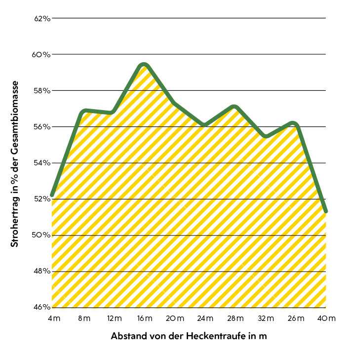 Strohertrag in Prozent der Gesamtbiomasse bei Dinkel – Leeseite einer ­Mehr­nutzungshecke bei ­Unter­mallebarn, 2017 Strohertrag in % der Gesamtbiomasse: am niedrigsten bei ca. 52% bei einem Abstand von der Heckentraufe von 4m bzw. 40 m, und am höchsten bei ca. 59% und einem Abstand von 16m. Zwischen 8 und 36 m (außer 16m) bei ca. 55 - 57%.