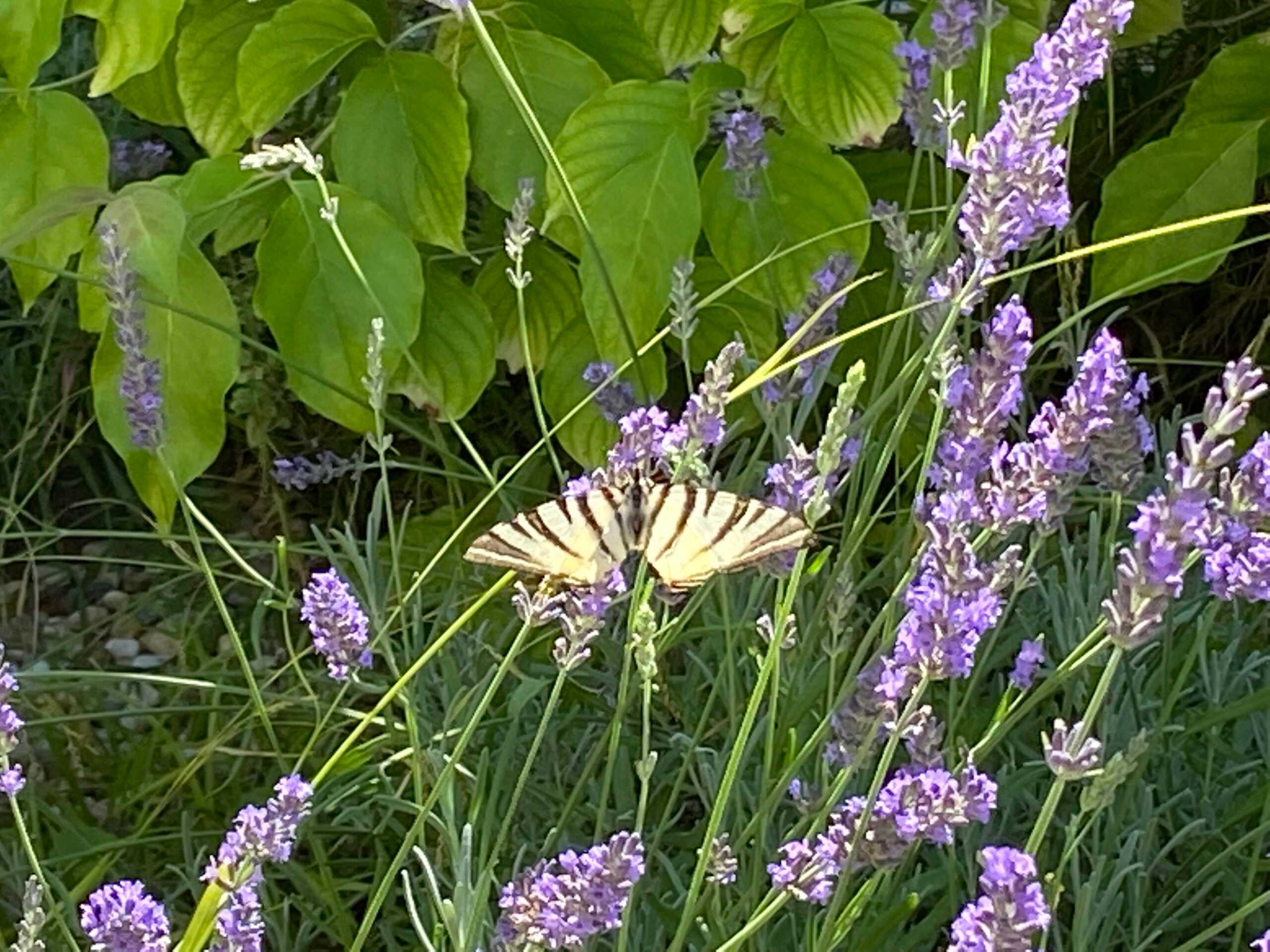 Lavendel mit Schmetterling 2, © Steiner 2022