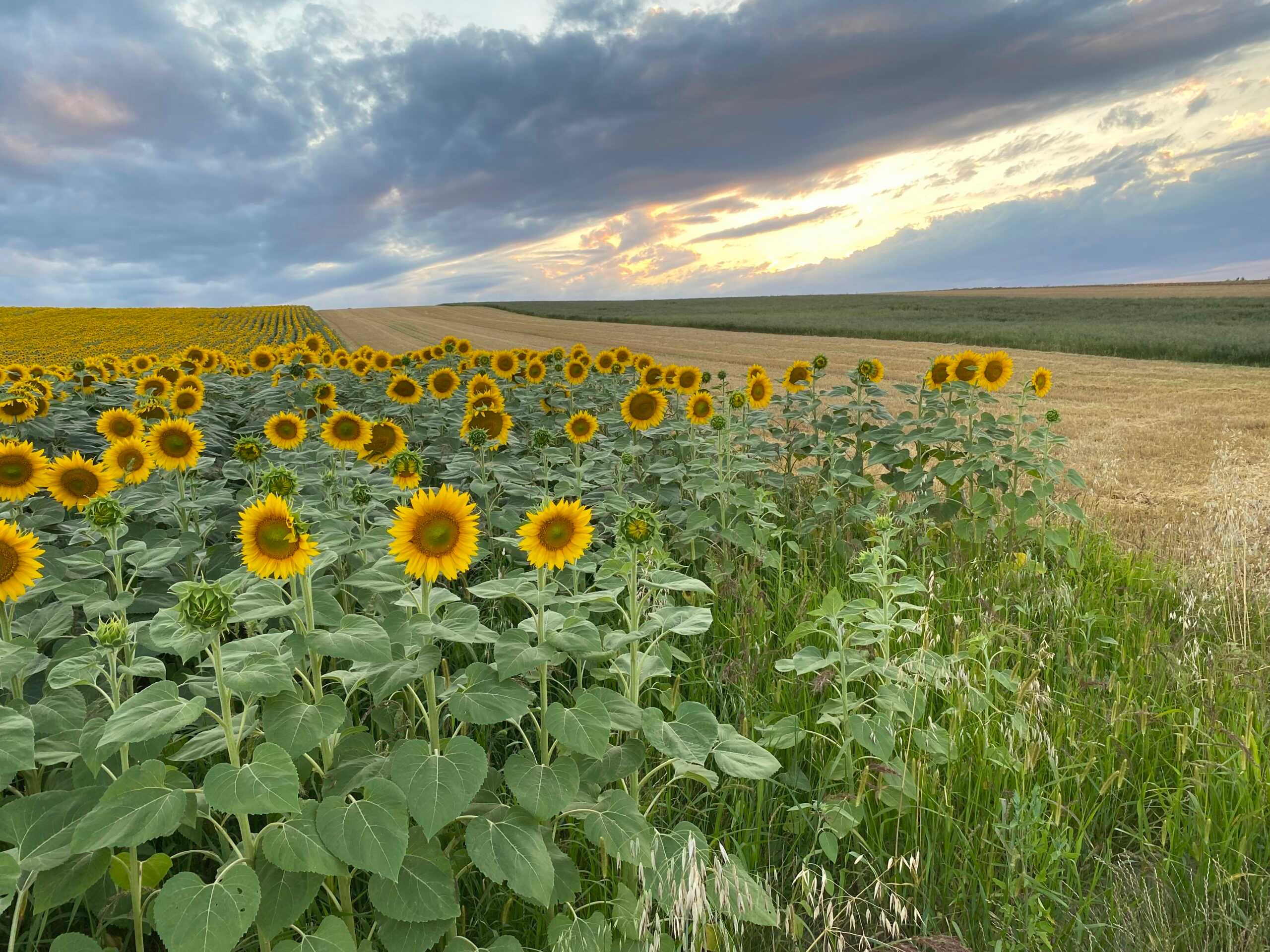 Sonnenblumenfeld, © Steiner 2022